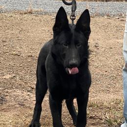 Noelle Vom Top Gun - Black female German Shepherd puppy in Great Cacapon, West Virginia from Top Gun Shepherds, LLC