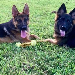 German Shepherd All Grown Up from Haus Wesmiller