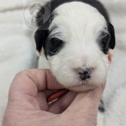Opal - Sheepadoodle puppy from Ohio Valley Sheepadoodles