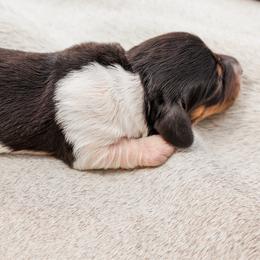 Peaches - Piebald female Dachshund puppy in Richfield, Utah from R&S Farms