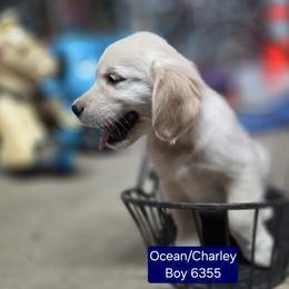 Ocean boy 4 - Light golden male Golden Retriever puppy in Niles, Michigan from Christiana Creek Goldens