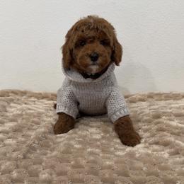 Milo - Red  male Goldendoodle puppy in Anaheim, California from Cuddle Bear Doodles