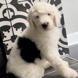 Sheepadoodle Puppies from Narrow Path Puppies