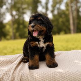 Kobuk - Tri-color female Bernedoodle puppy in Travelers Rest, South Carolina from Bernedoodle.do