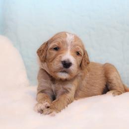 Buck - Apricot male Goldendoodle puppy in Cherry Creek, New York from Doodles Pups of NY