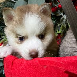 Milky Light choc boy - Chocolate male Pomsky puppy in Enid, Oklahoma from Mile Hi Pomskies