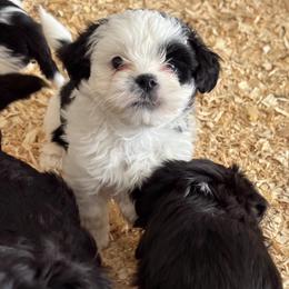 Patches - Parti female Lhasa Apso puppy in Snover, Michigan from Lhasa Fur Life