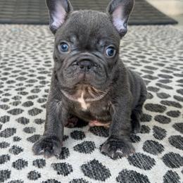 Blue boy - Blue male French Bulldog puppy in Capac, Michigan from Puddles Palace Puppies