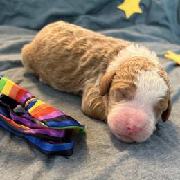 Saturn - Parti male Goldendoodle puppy in Camden, North Carolina from Oopsie Doodles of NC