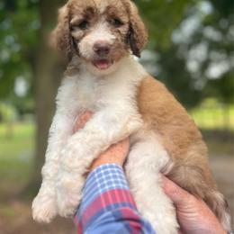 Daisy - Parti female Poodle puppy in Athens, Georgia from Alexander’s Standard Poodles