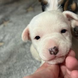 Promise Land - White female Jack Russell Terrier puppy in Yakima County, Washington from Saddle Rock Kennels