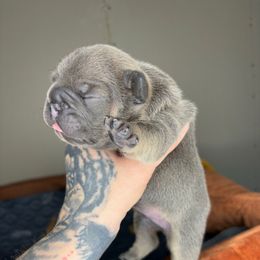 Dos - Blue fawn male French Bulldog puppy in Hemlock, Michigan from Top Billin' Frenchies
