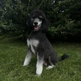 Dream - Poodle