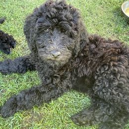 Assorted Doodle Crosses from Sandra's Pups