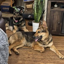 German Shepherds from Katy's Shepherds