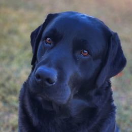 Gator - Labrador Retriever
