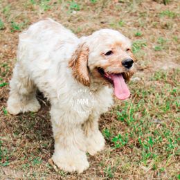 Tramp - Cocker Spaniel