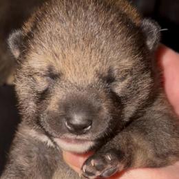 Sesame Boy - Sesame male Shiba Inu puppy in Clewiston, Florida from Animal Farm Shiba Inus & Mameshibas