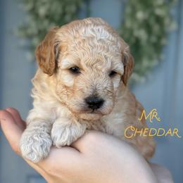 Mr. Cheddar - Apricot male Goldendoodle puppy in Sacramento, California from Dandy Doodles Goldendoodles