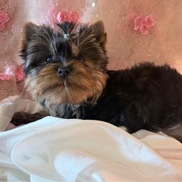 Natao - Black and gold male Yorkshire Terrier puppy in Daggett, Michigan from Hetzel’s Enchanted Yorkies (Michigan)