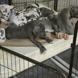 Great Dane Puppies from Thomas Family Danes