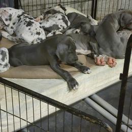 Great Dane Puppies from Thomas Family Danes