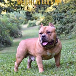 American Bully All Grown Up from Weight In Gold Kennels