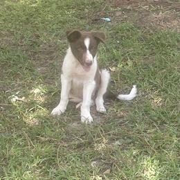 Boy 2 - White and red male Border Collie puppy in Kirbyville, Texas from Mccurry Farms
