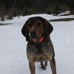 Boone - Bluetick Coonhound