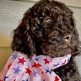 Green Girl - Black Goldendoodle puppy in Thomasville, North Carolina from North Carolina Doodles- Thomasville