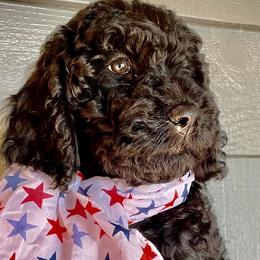 Green Girl - Black Goldendoodle puppy in Thomasville, North Carolina from North Carolina Doodles- Thomasville