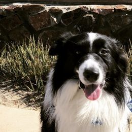 Australian Shepherds from Lovegood Aussies