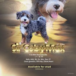 Coby - Bernedoodle