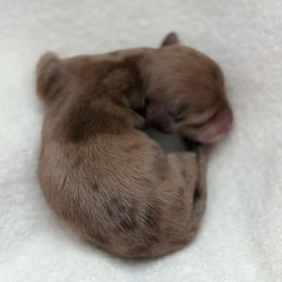 Ozzie - Dapple male Dachshund puppy in Colorado Springs, Colorado from Clear Creek Dachshunds