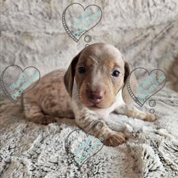 Izadora - Piebald female Dachshund puppy in Herald, California from Bluegum Dachshunds