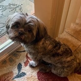 Shihpoo and Shih Tzu All Grown Up from SweetTee's Shih Tzus LLC