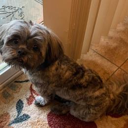Shihpoo and Shih Tzu All Grown Up from SweetTee's Shih Tzus LLC