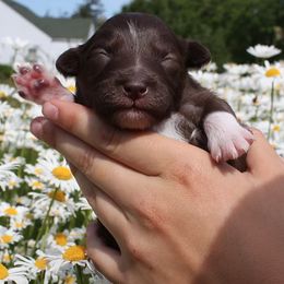 Aussiedoodle Puppies from DuWoof