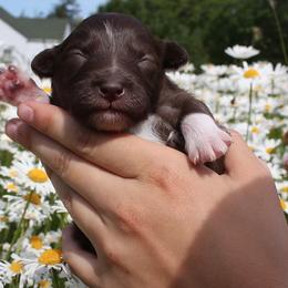 Aussiedoodle Puppies from DuWoof