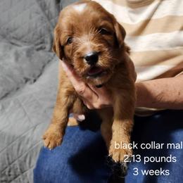 Black collar - Red male Bernedoodle puppy in Fairmount, Indiana from Capens' Doodles,Poodles and Poo's