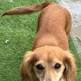 Millie - Dachshund