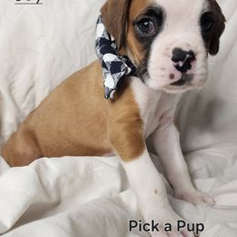 Boy 1 - Fawn male Boxer puppy in Aurora, Missouri from Pick A Pup