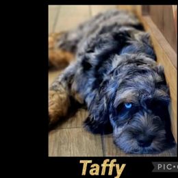 Taffy - Australian Labradoodle