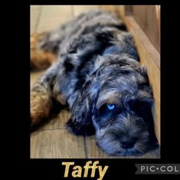 Taffy - Australian Labradoodle