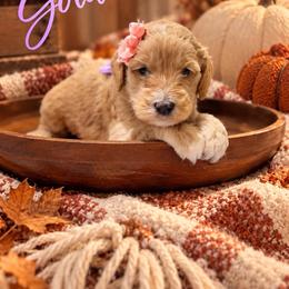 Goldie - Apricot female Goldendoodle puppy in Oklahoma from Faithful Hill Doodles