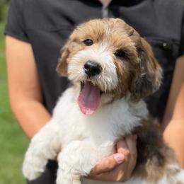 Boy 2 - male Golden Mountain Doodle puppy in Knoxville, Tennessee from RiverSong Doodles