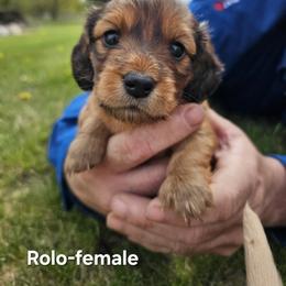 Girl 1 - Chocolate and tan female Dachshund puppy in Six Lakes, Michigan from Tracey Warchuck