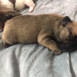 French Bulldog Puppies from PNW French Bulldogs