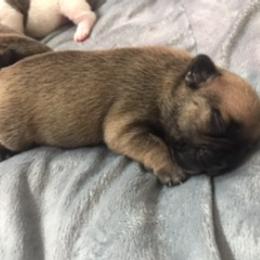 French Bulldog Puppies from PNW French Bulldogs