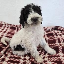 Girl 2 - Parti female Goldendoodle puppy in La Junta, Colorado from Double J’s Doodles